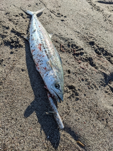 サゴシの釣果