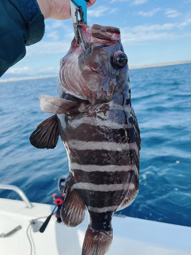 マハタの釣果