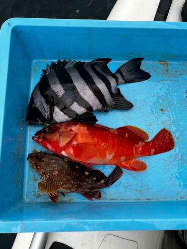 イシダイの釣果