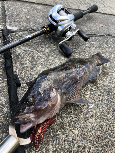 アイナメの釣果