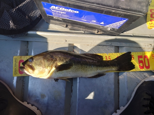 ブラックバスの釣果