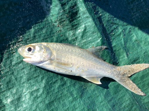 ツバメコノシロの釣果