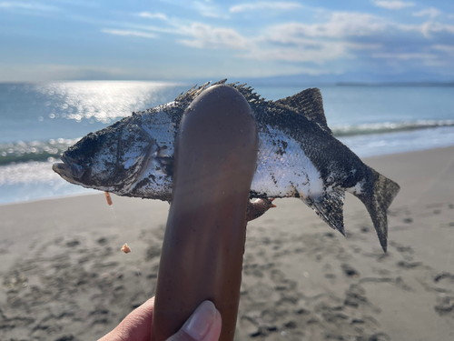 セイゴ（マルスズキ）の釣果