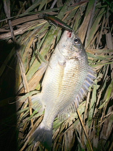 キビレの釣果