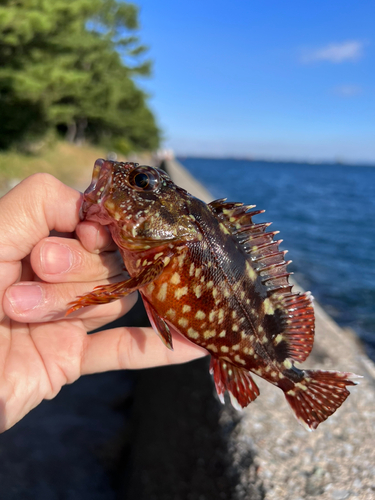 カサゴの釣果