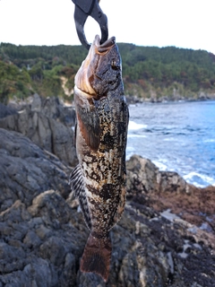 アイナメの釣果