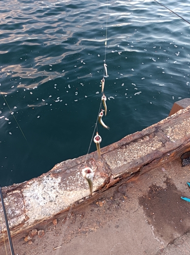 カタクチイワシの釣果