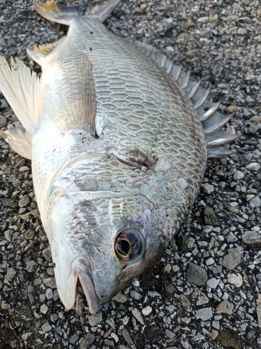 キビレの釣果