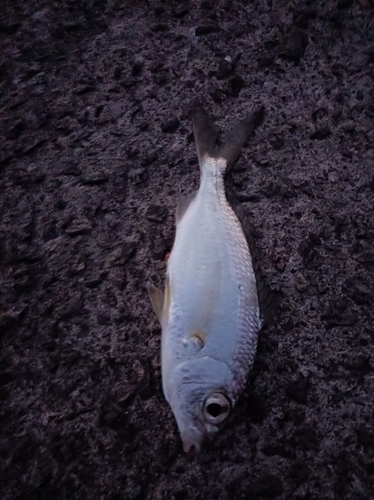 クロサギの釣果