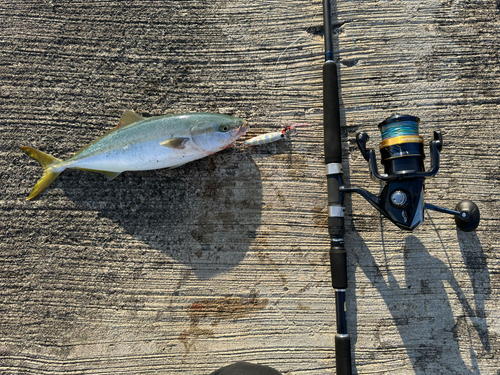 イナダの釣果