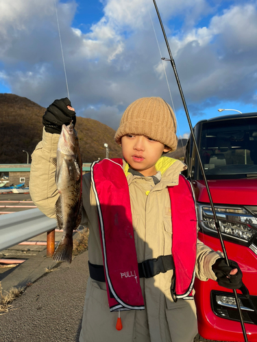 アイナメの釣果