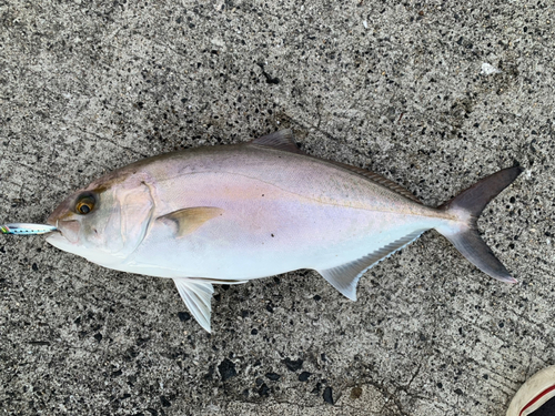 ネイリの釣果