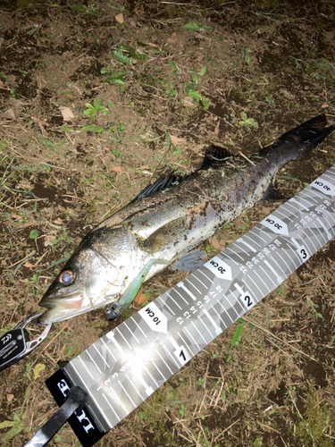 シーバスの釣果