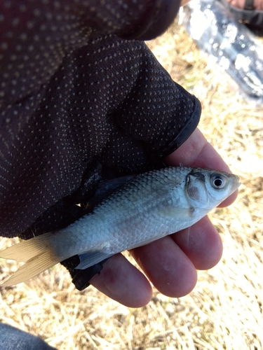 フナの釣果