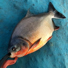 コロソマの釣果