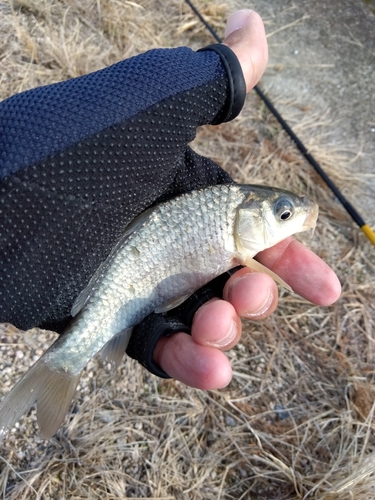 コイの釣果