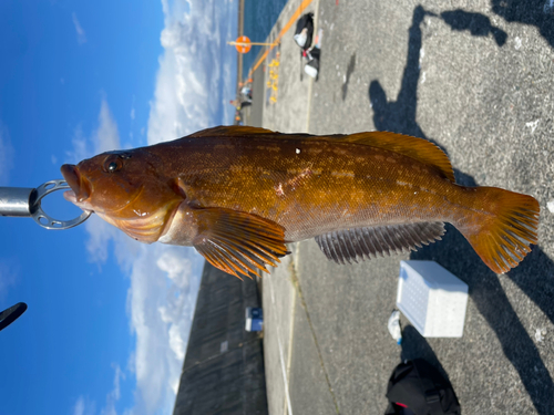 アイナメの釣果