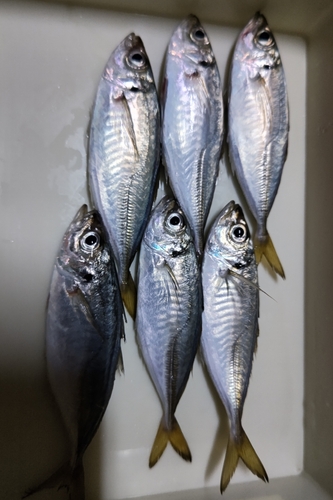 アジの釣果