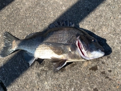 クロダイの釣果