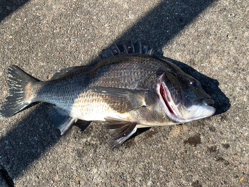 クロダイの釣果