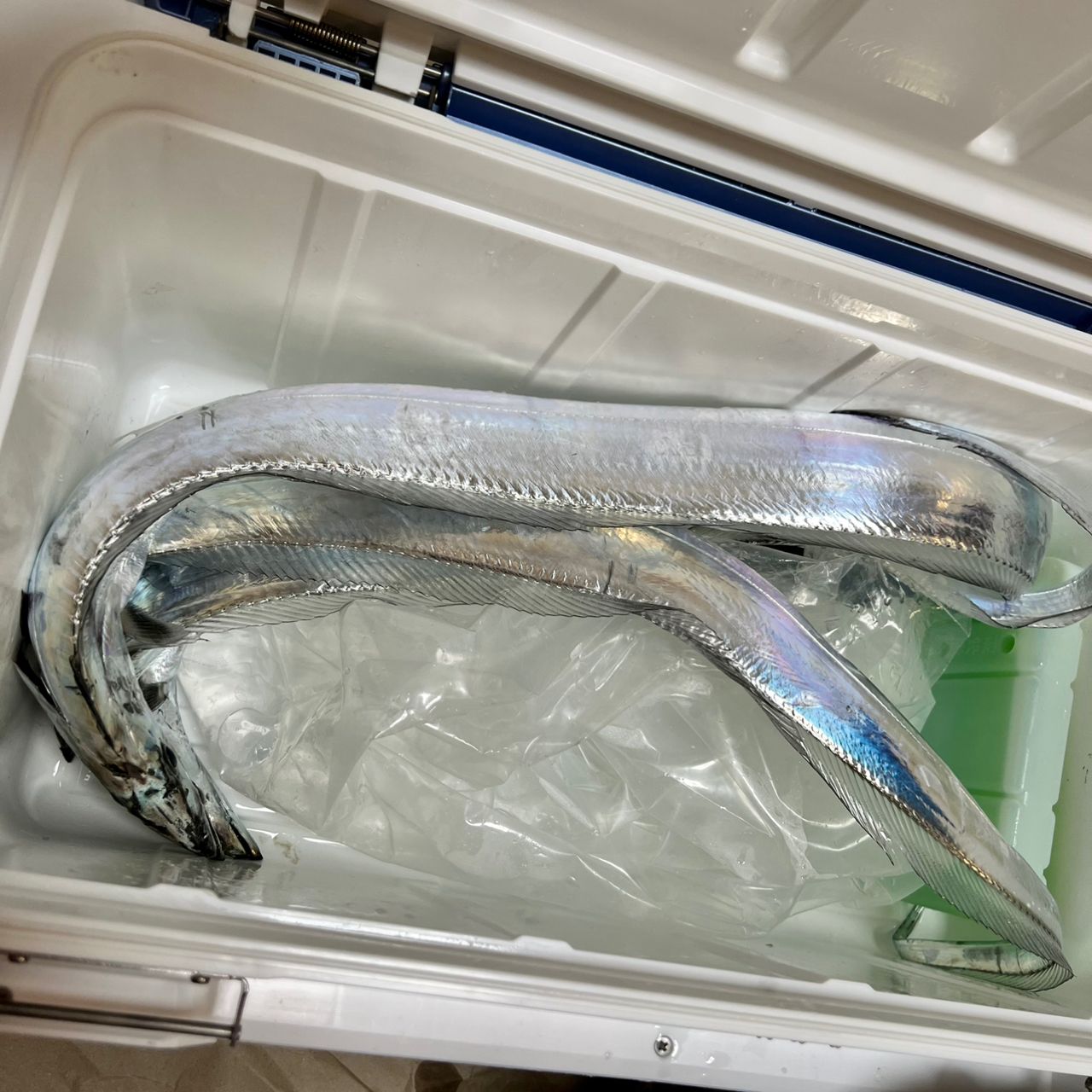 タチウオ