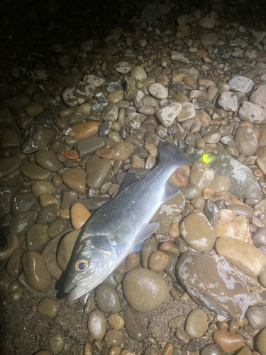 セイゴ（マルスズキ）の釣果