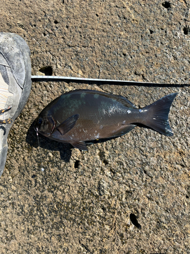 クロメジナの釣果