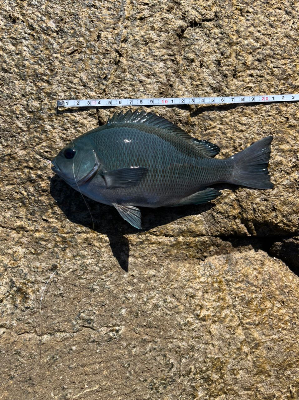 しんちぃ～🎵さんの釣果 2枚目の画像