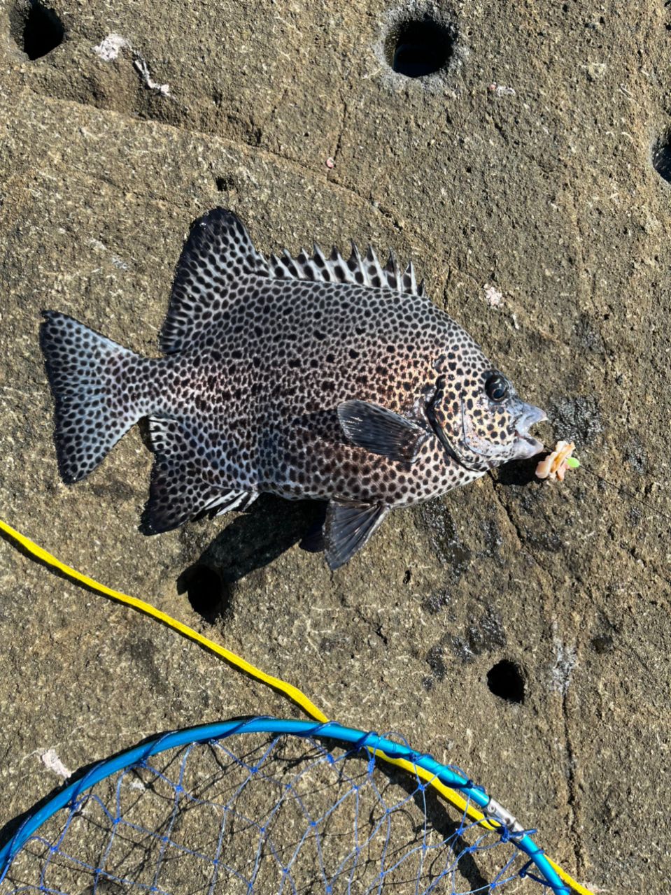 しんちぃ～🎵さんの釣果 3枚目の画像