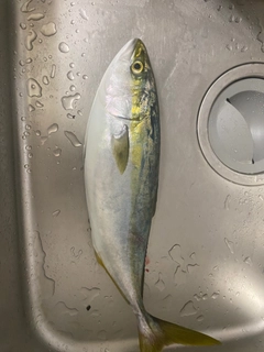 ハマチの釣果