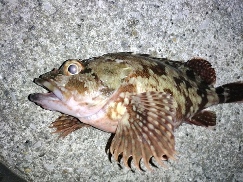 カサゴの釣果