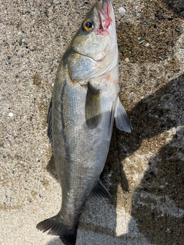 マルスズキの釣果