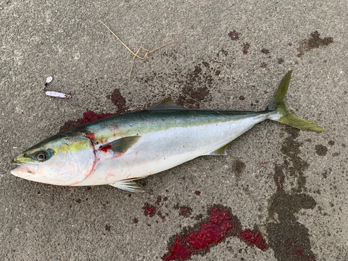 メジロの釣果