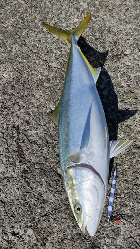 ブリの釣果