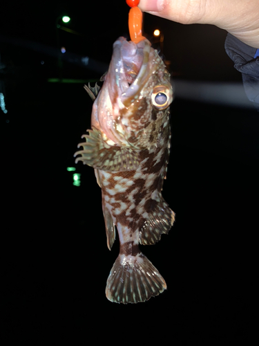 メバルの釣果