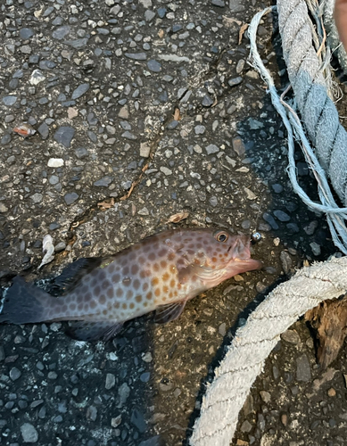 オオモンハタの釣果