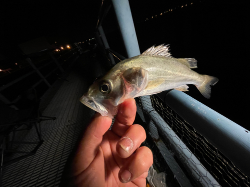 セイゴ（マルスズキ）の釣果