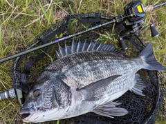 クロダイの釣果