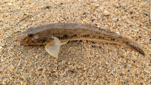 ハゼの釣果