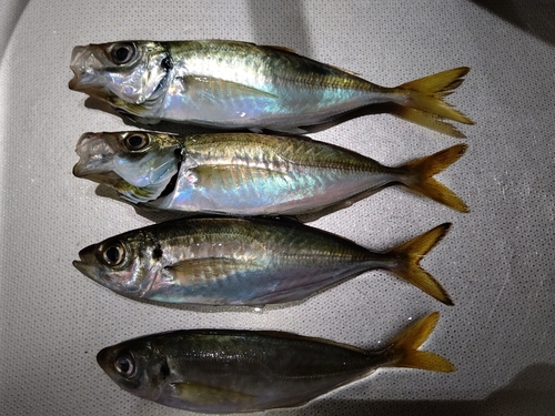 アジの釣果