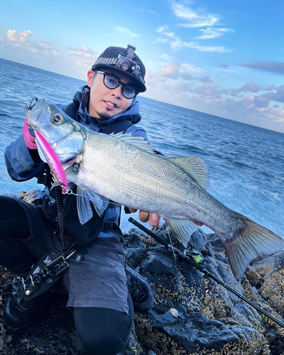 ヒラスズキの釣果