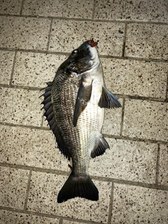 クロダイの釣果