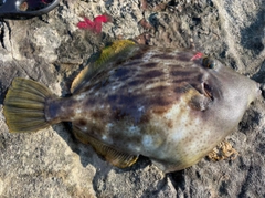 カワハギの釣果