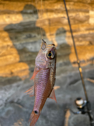 ネンブツダイの釣果