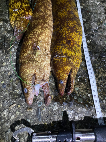 ウツボの釣果