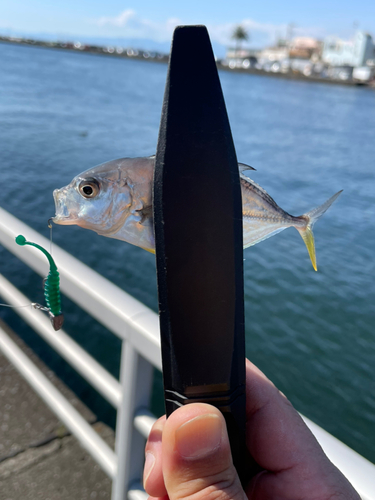 メッキの釣果