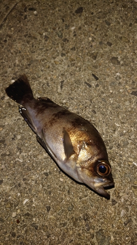 シロメバルの釣果