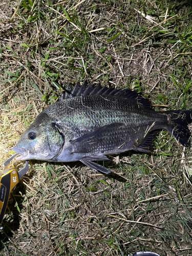 チヌの釣果