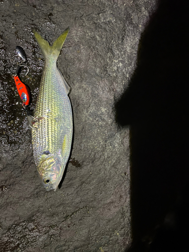 コノシロの釣果