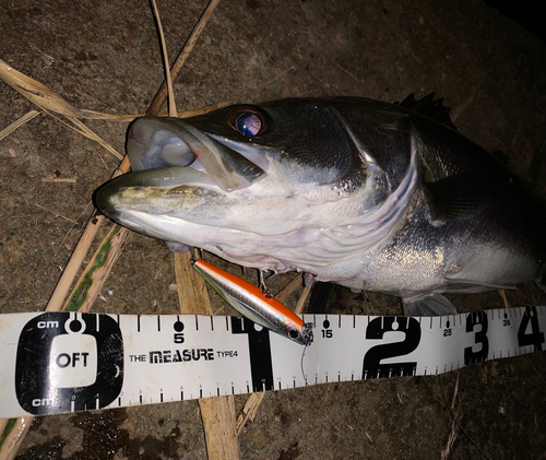 シーバスの釣果